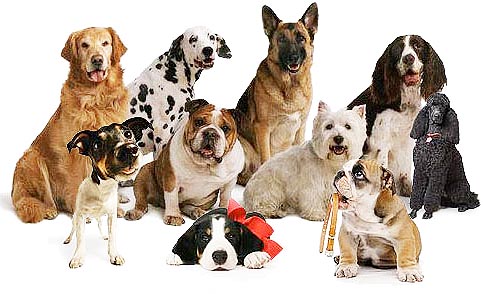 COMUNICADO ANIMAIS